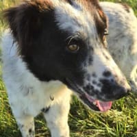Superliebe Raia sucht ihre Familie, Hündin zur Adoption