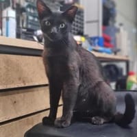 Mia  Ruhiges Katzenmädel sucht Familie, Katze zur Adoption