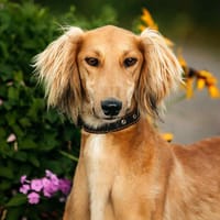 Toller Taymuraz sucht sein Zuhause, Hund zur Adoption