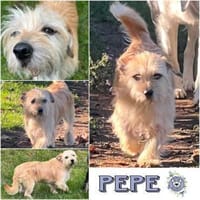 PEPE * ruhiger kleiner Begleiter, Hund zur Adoption