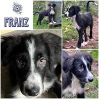 FRANZ * unternehmungslustiger Welpe, Hund zur Adoption