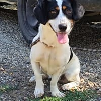 Liebenswerte Peggy wartet, Hündin zur Adoption