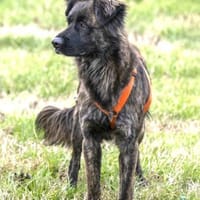 Mia - wartet auf ein warmes Körbchen, Hündin zur Adoption