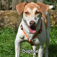 DAPHNE, Hündin zur Adoption