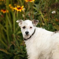 Seelenhündin Nancy sucht dich!, Hündin zur Adoption
