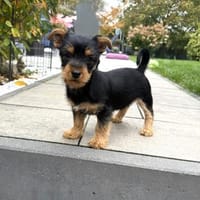 Choi ein kleiner Yorkie/Dackelmix, Hund zur Adoption