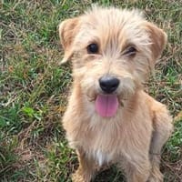 Die süße Wendy möchte ausreisen, Hündin zur Adoption