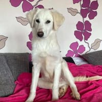 Zauberhafter COLAN sucht seine Familie, Hund zur Adoption