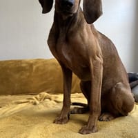 💛Zorro -  in Deutschland auf PS, Hund zur Adoption