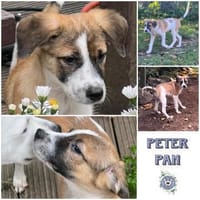 PETER PAN *kleiner Freu-und-Kuschel-Keks, Hund zur Adoption