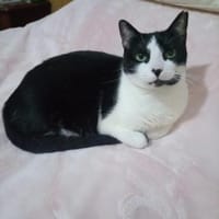 Ruhige Amelia (ALM) in Mannheim, Katze zur Adoption