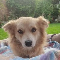 Süßer SIMON sucht liebevolles Zuhause, Hund zur Adoption