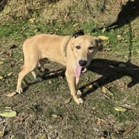 Toller Labbymix sucht ein Zuhause, Hund zur Adoption