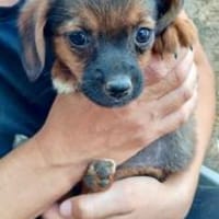 Olga 27 cm (Okt 25) Pflegestelle, Hündin zur Adoption