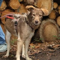 Rosca 47 cm 3 Jahre, Hündin zur Adoption