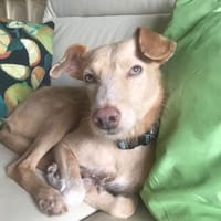 Ruhige Sandy, Hündin zur Adoption