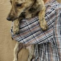 Tinka 36 cm (Pflegestelle), Hündin zur Adoption
