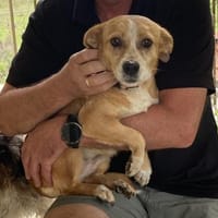 SURI, Hündin zur Adoption