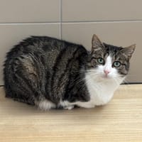 Minoue CAB4564, chatte à adopter