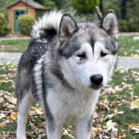 Alex CAA14243, chien à adopter