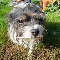 JOJO, chien à adopter