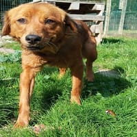 GREG, chien à adopter