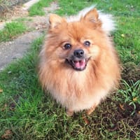 LIANA, chienne à adopter