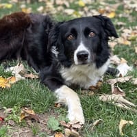 Nya CAA14255, chienne à adopter