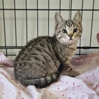 AGATHE, chatte à adopter
