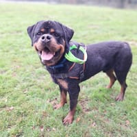 THUNDER (RESERVE), chien à adopter