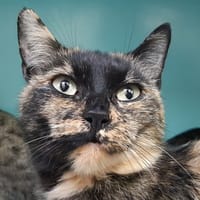 Mouna, chatte à adopter