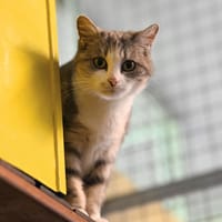 CLEO, chatte à adopter