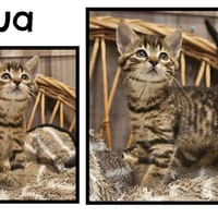 LUA(Réservée), chatte à adopter
