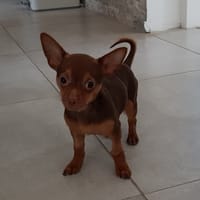 achille paa22981, chien à adopter