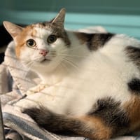 Blanche CAB4471, chatte à adopter