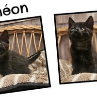 SIMEON réservé, chat à adopter