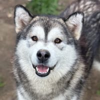 Perle CAA14244, chienne à adopter