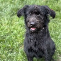 Camille CAA14248, chienne à adopter