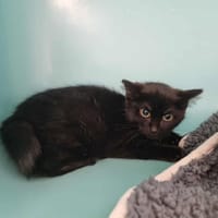 AMARA, chatte à adopter