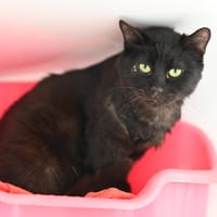 Sévérus, chat à adopter