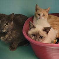 ALIZEE, chatte à adopter