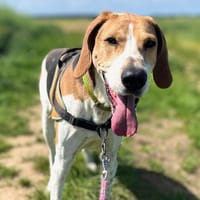 OTTO, chien à adopter