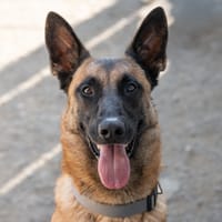 BOON'S, chien à adopter