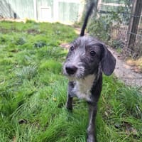 AQUA, chienne à adopter