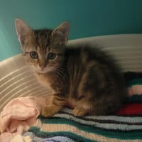 JASMIN, chat à adopter