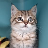 Tatch, chat à adopter