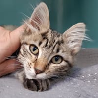 Barbacane, chatte à adopter