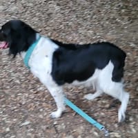 SHIVA, chienne à adopter
