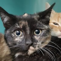 Millepatte, chatte à adopter