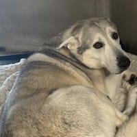 MAX, chien à adopter